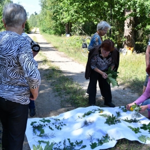 Uczestnicy układają zebrane rośliny na białym podłożu